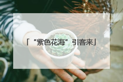 “紫色花海”引客来