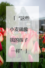 “这些小麦就像我的孩子一样”