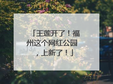 王莲开了！福州这个网红公园，上新了！