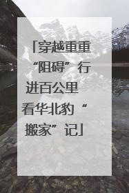 穿越重重“阻碍”行进百公里 看华北豹“搬家”记