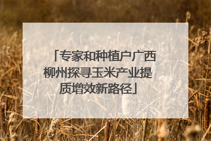 专家和种植户广西柳州探寻玉米产业提质增效新路径