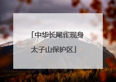 中华长尾雀现身太子山保护区