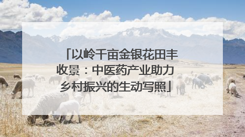 以岭千亩金银花田丰收景：中医药产业助力乡村振兴的生动写照
