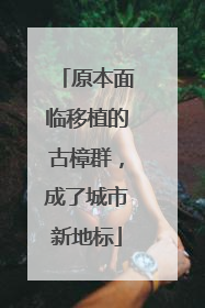 原本面临移植的古樟群，成了城市新地标