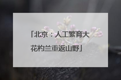 北京：人工繁育大花杓兰重返山野