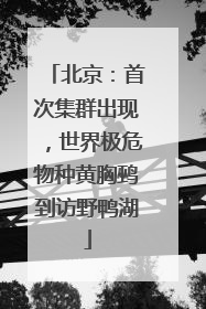 北京：首次集群出现，世界极危物种黄胸鹀到访野鸭湖