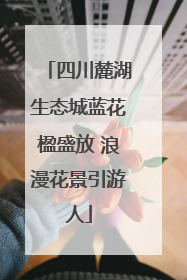 四川麓湖生态城蓝花楹盛放 浪漫花景引游人