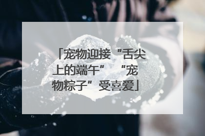 宠物迎接“舌尖上的端午” “宠物粽子”受喜爱
