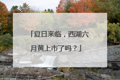 夏日来临，西湖六月黄上市了吗？