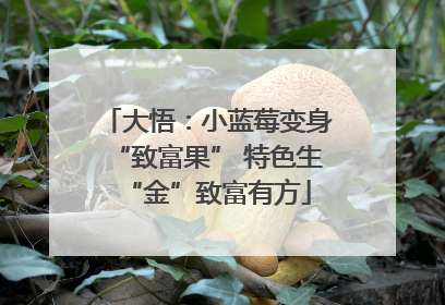 大悟：小蓝莓变身“致富果” 特色生“金”致富有方