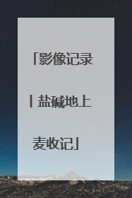 影像记录丨盐碱地上麦收记