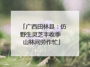 广西田林县：仿野生灵芝丰收季 山林间劳作忙