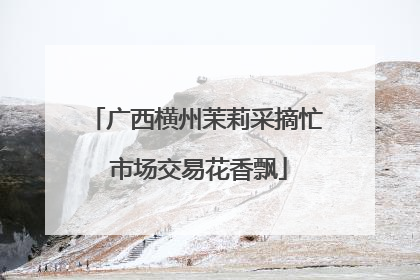 广西横州茉莉采摘忙 市场交易花香飘