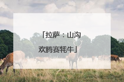 拉萨：山沟欢腾赛牦牛