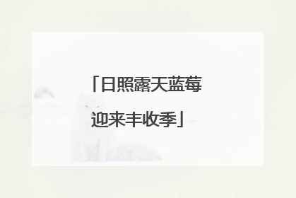 日照露天蓝莓迎来丰收季