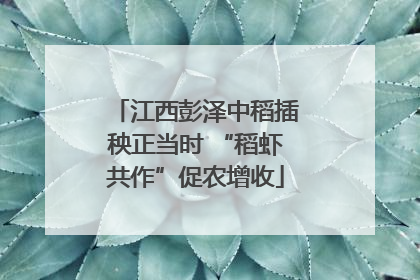 江西彭泽中稻插秧正当时 “稻虾共作”促农增收