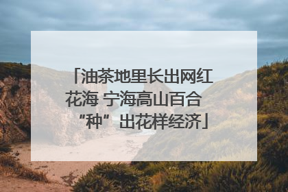 油茶地里长出网红花海 宁海高山百合“种”出花样经济