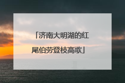 济南大明湖的红尾伯劳登枝高歌