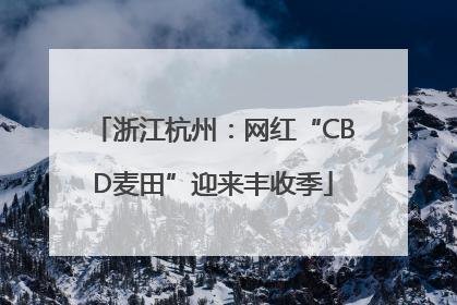 浙江杭州：网红“CBD麦田”迎来丰收季