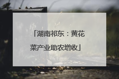 湖南祁东：黄花菜产业助农增收