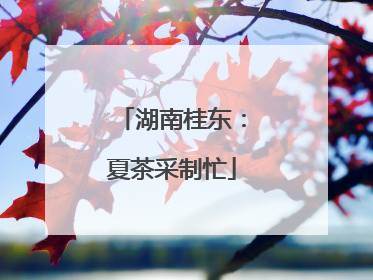 湖南桂东：夏茶采制忙