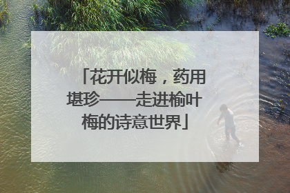 花开似梅，药用堪珍——走进榆叶梅的诗意世界