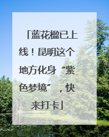 蓝花楹已上线！昆明这个地方化身“紫色梦境”，快来打卡