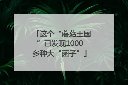 这个“蘑菇王国”已发现1000多种大“菌子”