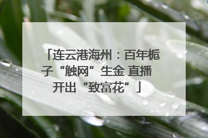 连云港海州：百年栀子“触网”生金 直播开出“致富花”