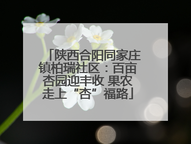 陕西合阳同家庄镇柏瑞社区：百亩杏园迎丰收 果农走上“杏”福路