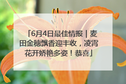6月4日最佳情报｜麦田金穗飘香迎丰收，凌霄花开娇艳多姿！恭喜